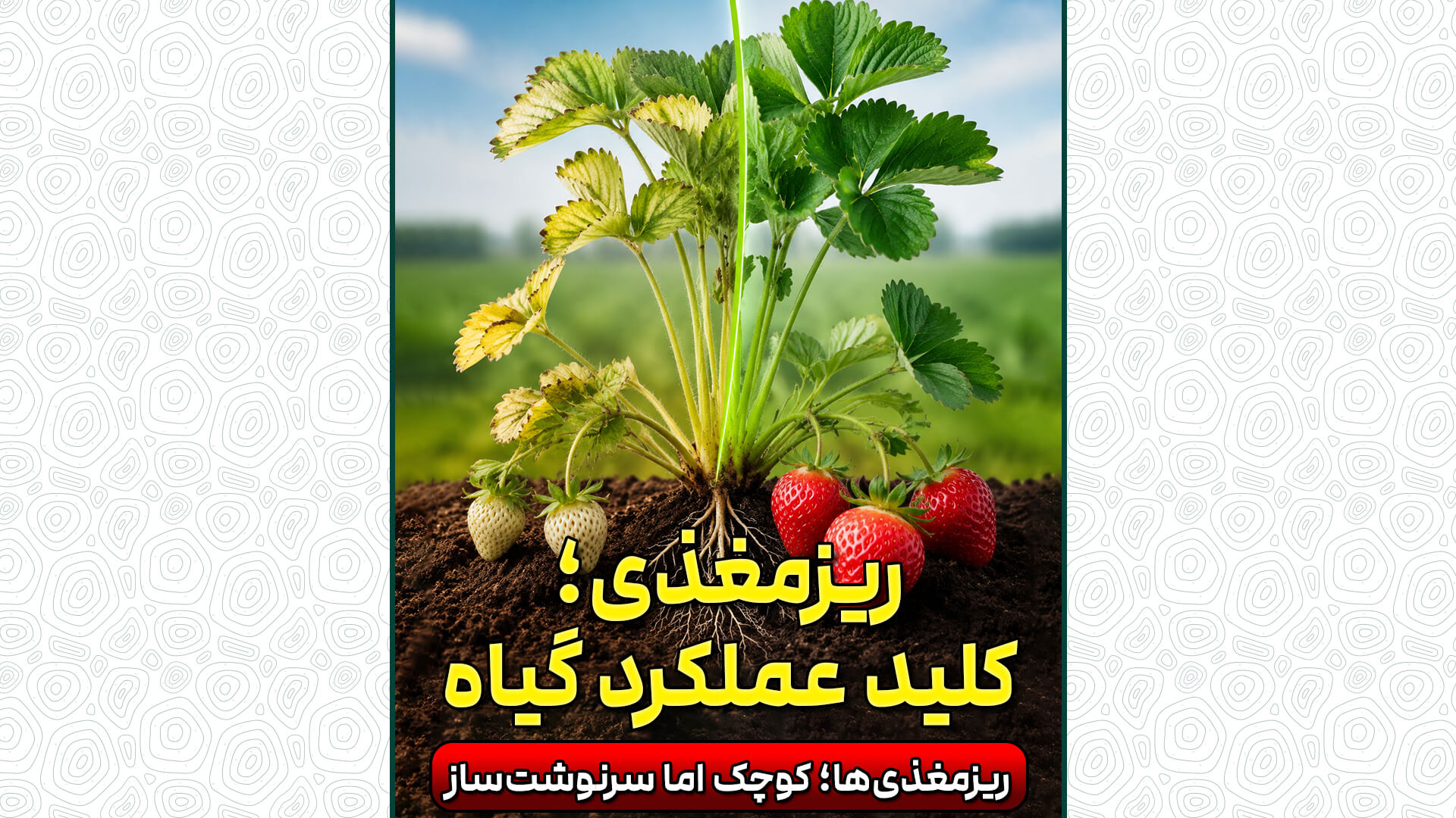 ریزمغذی؛ کلید عملکرد گیاه