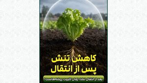 شوک پس از انتقال نشا