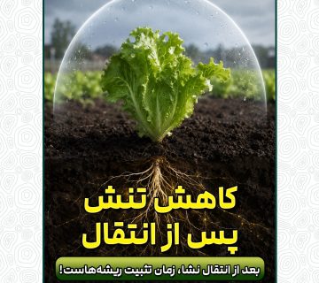 شوک پس از انتقال نشا