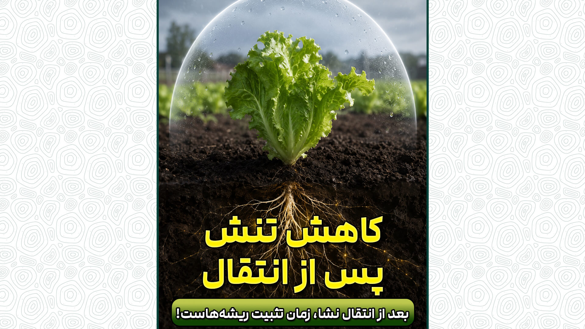 شوک پس از انتقال نشا
