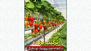 ترکیب برنده در گلخانه هیدروپونیک توت‌فرنگی