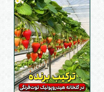ترکیب برنده در گلخانه هیدروپونیک توت‌فرنگی