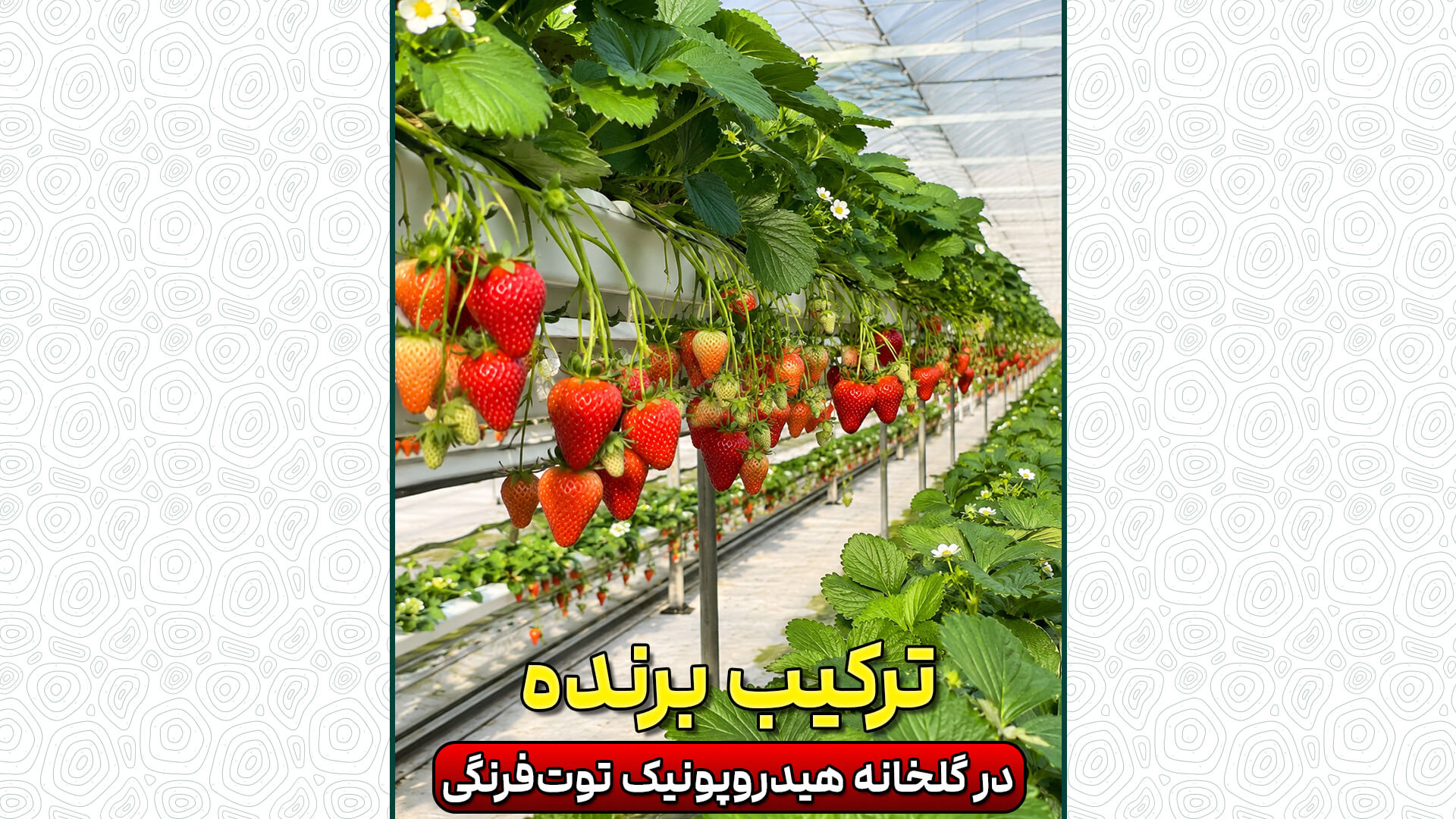 ترکیب برنده در گلخانه هیدروپونیک توتفرنگی