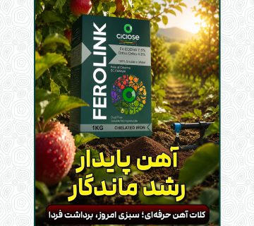 وقتی تجربه، بهترین گواه کیفیت است