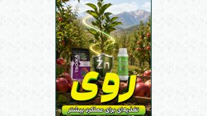 روی؛ تغذیه ای برای عملکرد بیشتر
