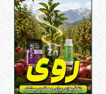 روی؛ تغذیه ای برای عملکرد بیشتر