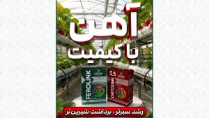 کود آهن با کیفیت؛ رشد بیشتر، برداشت شیرین تر