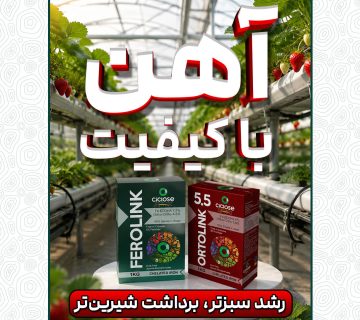 کود آهن با کیفیت؛ رشد بیشتر، برداشت شیرین تر