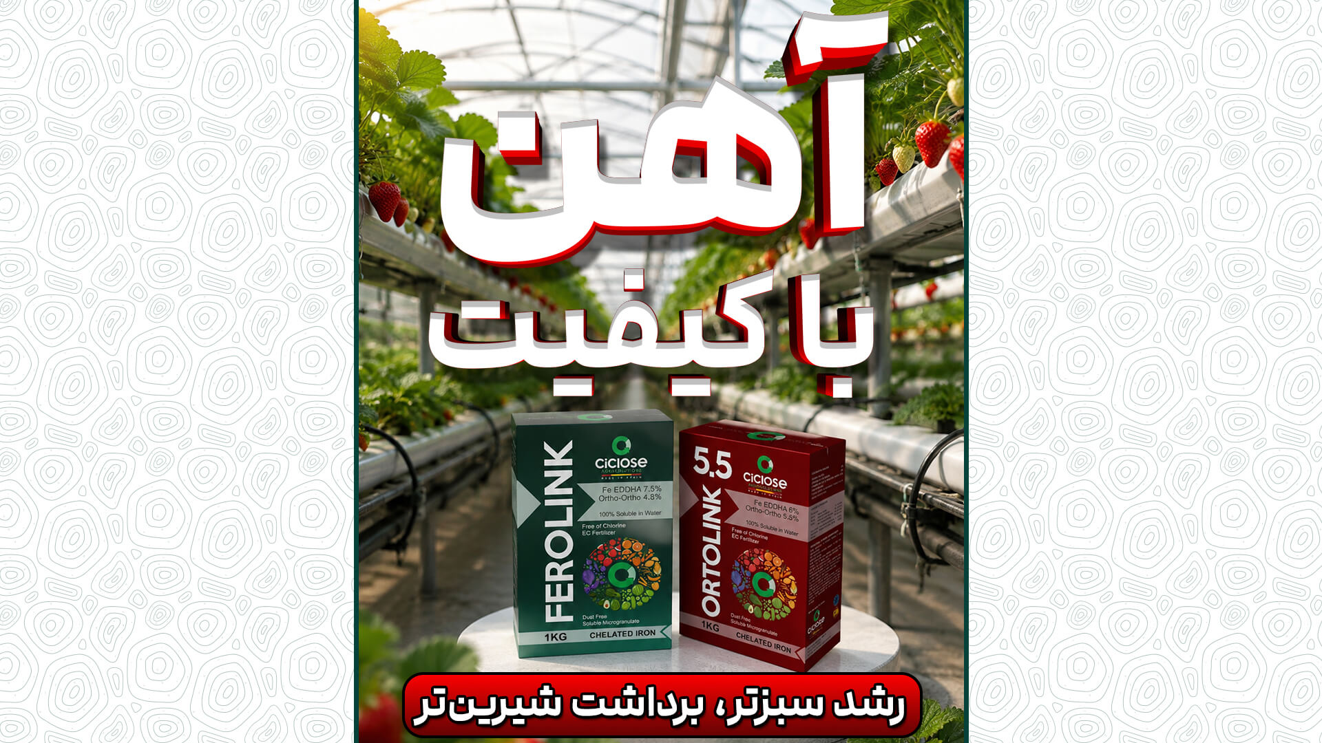 کود آهن با کیفیت؛ رشد بیشتر، برداشت شیرین تر