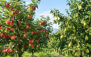 برنامه غذایی سیب و گلابی