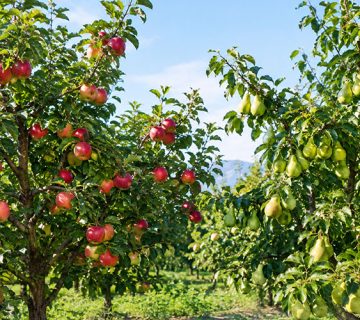 برنامه غذایی سیب و گلابی