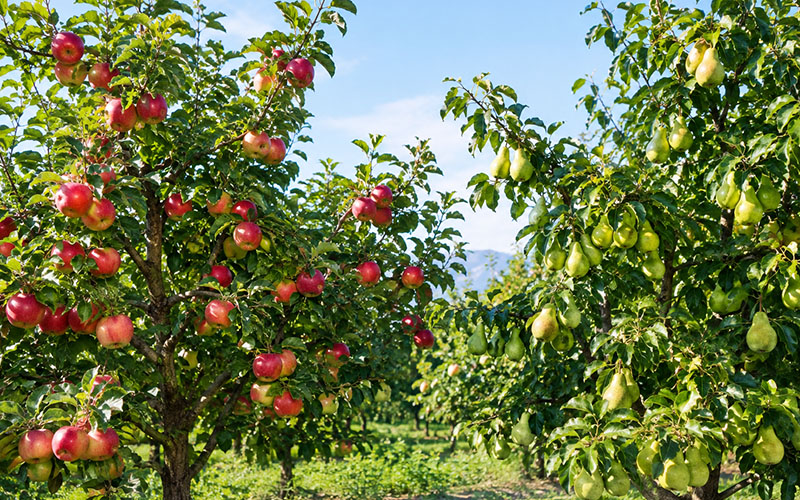 برنامه غذایی سیب و گلابی