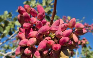برنامه غذایی پسته