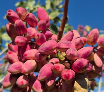 برنامه غذایی پسته