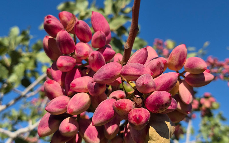 برنامه غذایی پسته